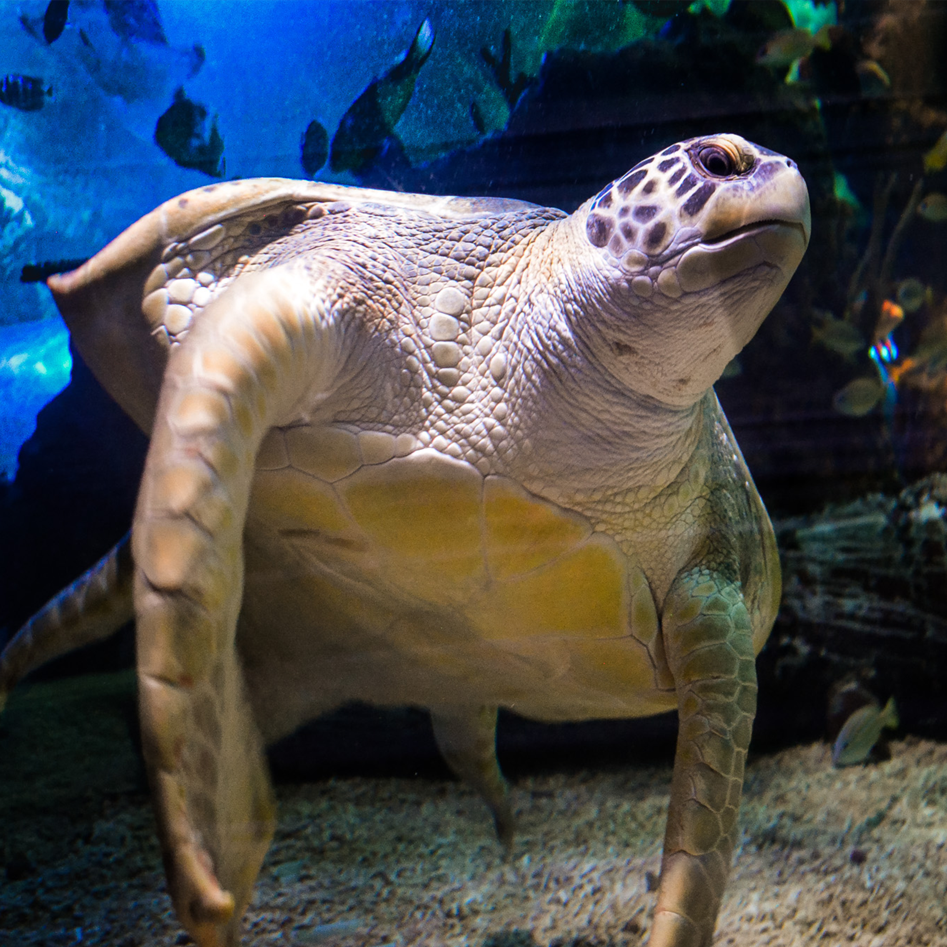 Aquarium