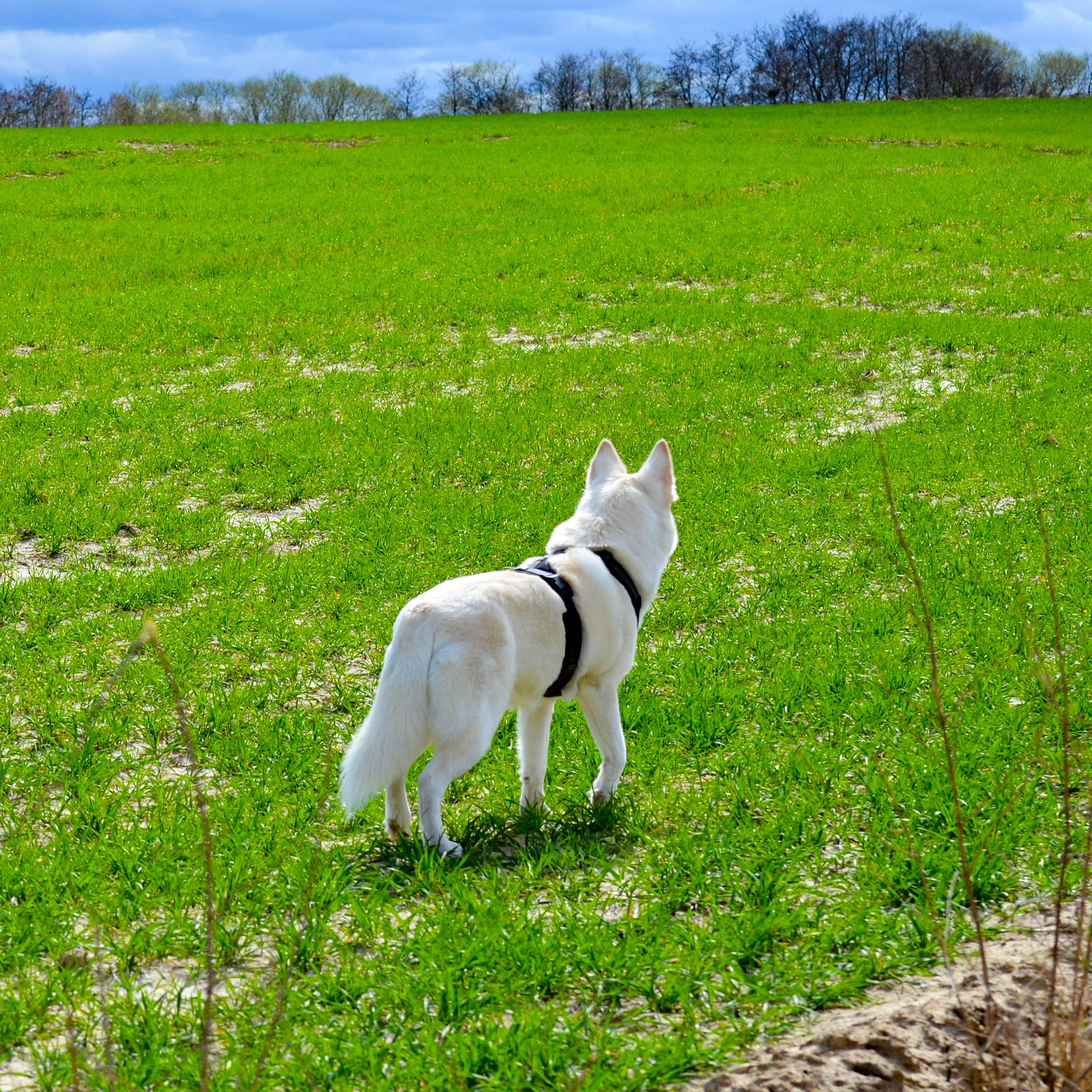 Chien